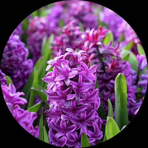 purple_hyacinth